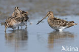 Common Snipe (Gallinago gallinago)