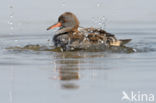 Waterrail (Rallus aquaticus)