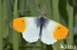 Oranjetipje (Anthocharis cardamines)