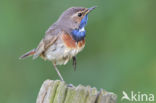 Blauwborst (Luscinia svecica)