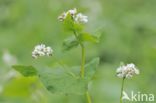 Buckwheat (Fagopyrum esculentum)