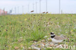 Bontbekplevier (Charadrius hiaticula)