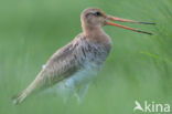 Black-tailed Godwit (Limosa limosa)