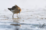 Ruff (Philomachus pugnax)