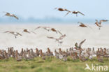 Bar-tailed Godwit (Limosa lapponica)