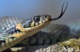 Grass Snake (Natrix natrix)