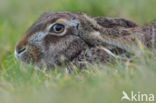 Brown Hare (Lepus europaeus)