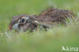 Brown Hare (Lepus europaeus)