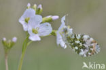 Orange-tip (Anthocharis cardamines)