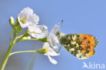 Oranjetipje (Anthocharis cardamines)