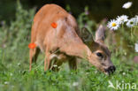 Roe Deer (Capreolus capreolus)