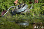 Grass Snake (Natrix natrix)