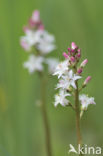 common buckbean (Menyanthes trifoliata)