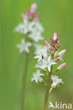 common buckbean (Menyanthes trifoliata)