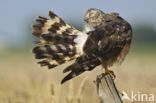 Northern Harrier