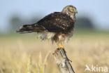 Northern Harrier