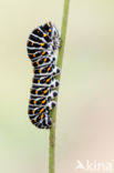 Swallowtail (Papilio machaon)