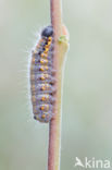 Bruine wapendrager (Clostera curtula)