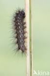 Witte tijger (Spilosoma lubricipeda)