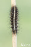 White Ermine (Spilosoma lubricipeda)