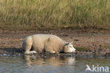 Texelaar schaap (Ovis domesticus)