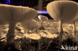 Fly agaric (Amanita muscaria)