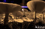 Fly agaric (Amanita muscaria)