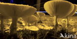 Fly agaric (Amanita muscaria)