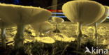 Fly agaric (Amanita muscaria)