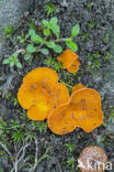 Grote oranje bekerzwam (Aleuria aurantia)