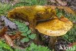 Gele ringboleet (Suillus grevillei)