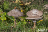 Grote parasolzwam (Macrolepiota procera)