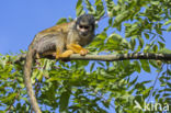 black-capped squirrel monkey (Saimiri boliviensis peruviensis)
