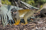 Peruviaans zwartkop doodshoofdaapje (Saimiri boliviensis peruviensis)