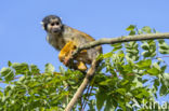 black-capped squirrel monkey (Saimiri boliviensis peruviensis)