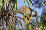 black-capped squirrel monkey (Saimiri boliviensis peruviensis)