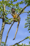 black-capped squirrel monkey (Saimiri boliviensis peruviensis)