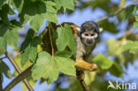black-capped squirrel monkey (Saimiri boliviensis peruviensis)