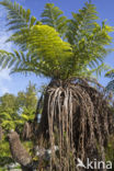 Dicksonia antarctica