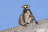 ring-tailed lemur (Lemur catta)