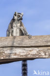 ring-tailed lemur (Lemur catta)