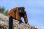 Rode vari (Varecia rubra)