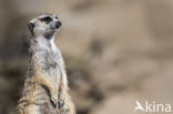 Meerkat (Suricata suricatta)