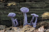 Amethyst Deceiver (Laccaria amethystina)