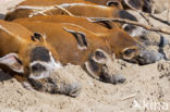 red river hog (Potamochoerus porcus)