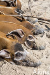 red river hog (Potamochoerus porcus)