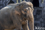 Asian elephant (Elephas maximus)