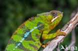 Panterkameleon (Furcifer pardalis)