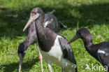 Abdim s stork (Ciconia abdimii)