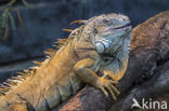 green iguana (Iguana iguana)